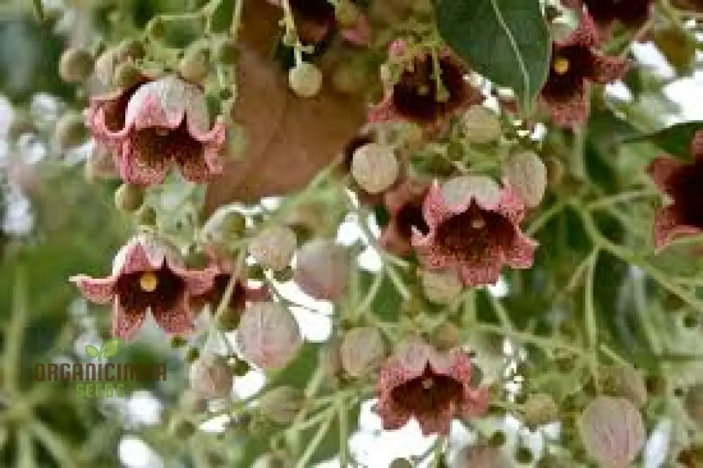 White Kurrajong WILDFLOWER Seeds for Planting - Gardening and Planting in Your Garden - Image 3