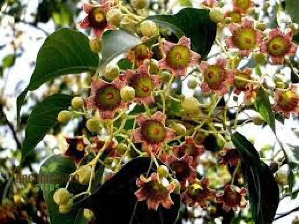 White Kurrajong WILDFLOWER Seeds for Planting - Gardening and Planting in Your Garden - Image 4