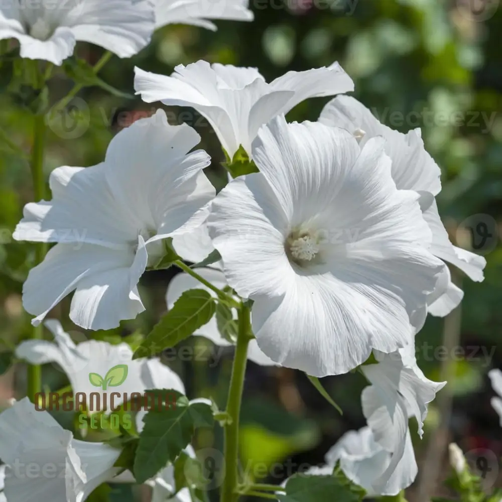 White Lavatera Flower Seeds for planting Elevate Your Gardening Experience with Graceful, Stunning Blooms