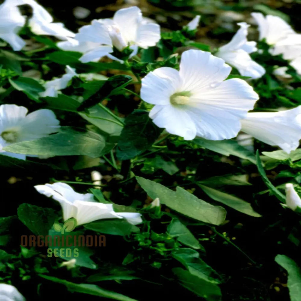 White Lavatera Flower Seeds for planting Elevate Your Gardening Experience with Graceful, Stunning Blooms - Image 3