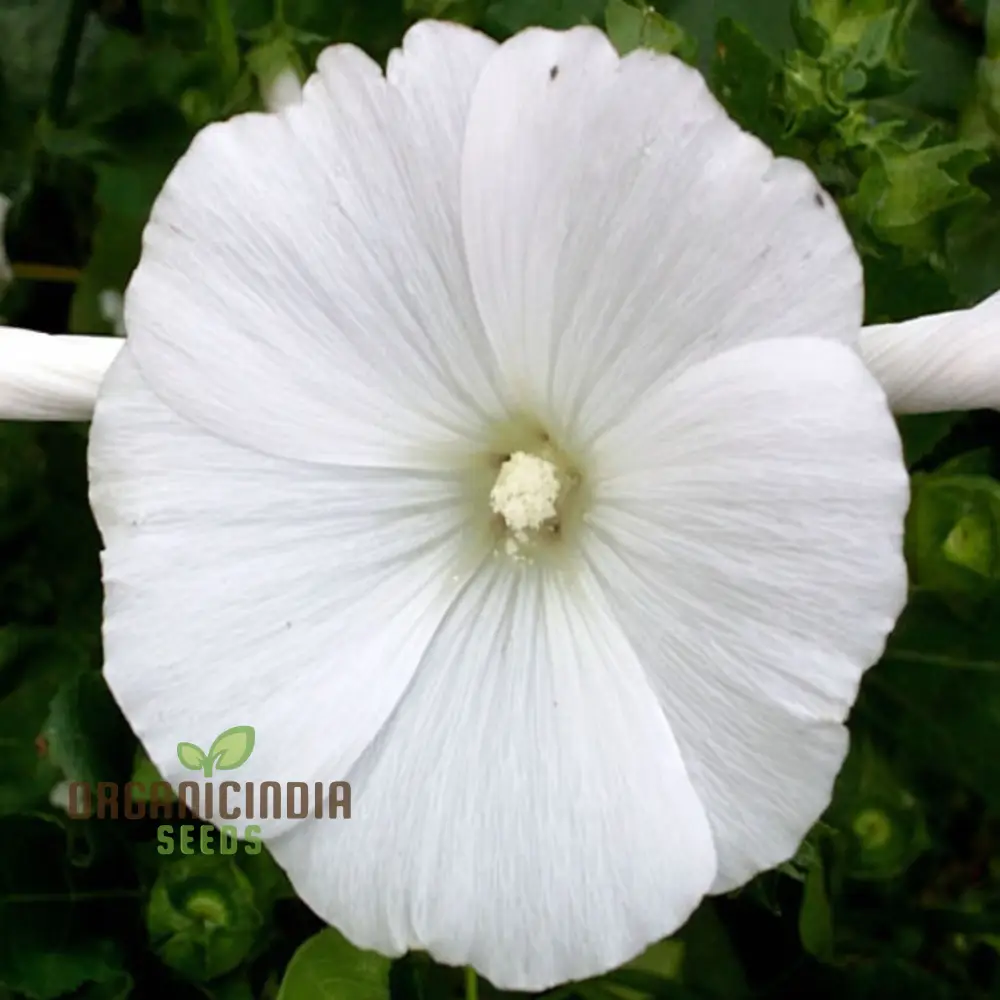 White Lavatera Flower Seeds for planting Elevate Your Gardening Experience with Graceful, Stunning Blooms - Image 4