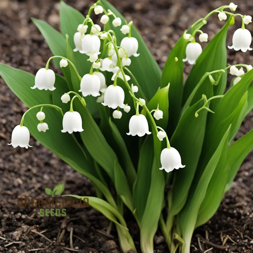 White Lily of the Valley Flower Seeds, Elegant and Fragrant Blooms for Serene Gardens
