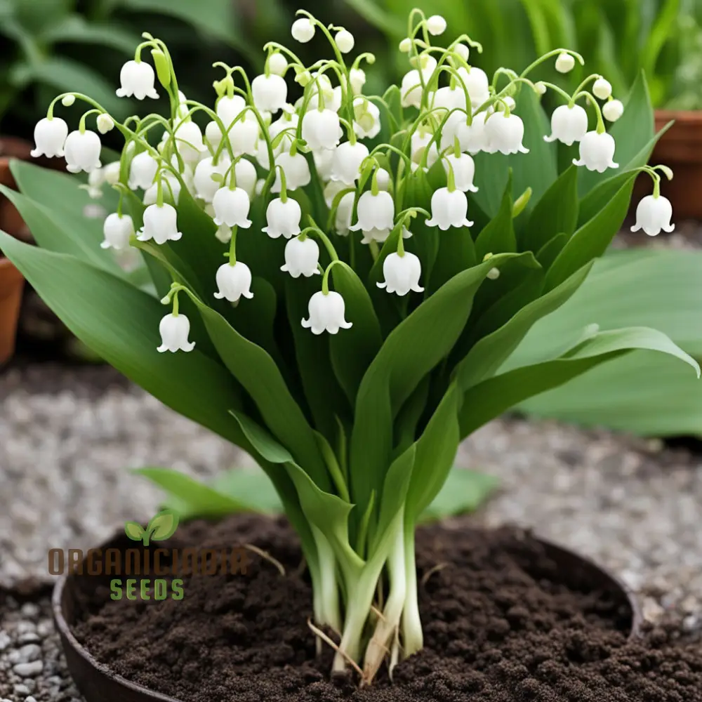 White Lily of the Valley Flower Seeds, Elegant and Fragrant Blooms for Serene Gardens - Image 3