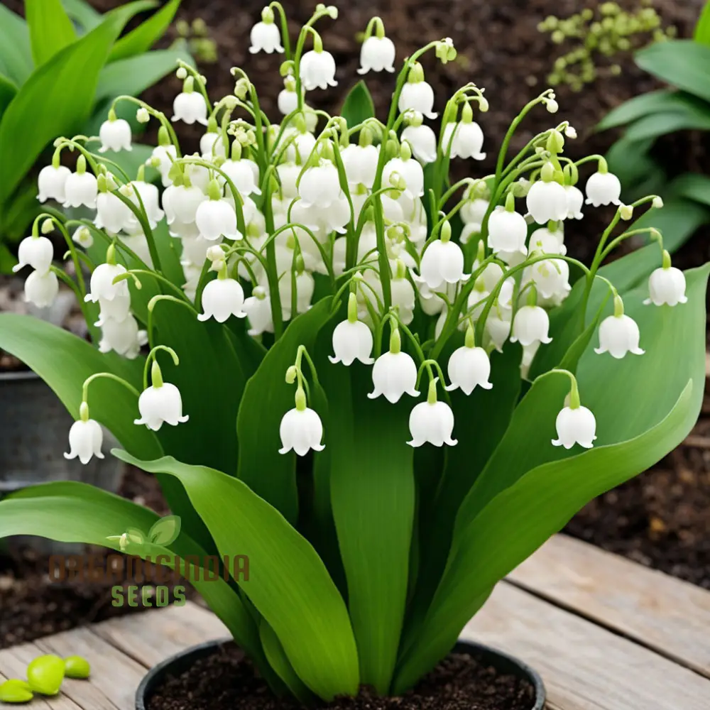 White Lily of the Valley Flower Seeds, Elegant and Fragrant Blooms for Serene Gardens - Image 4