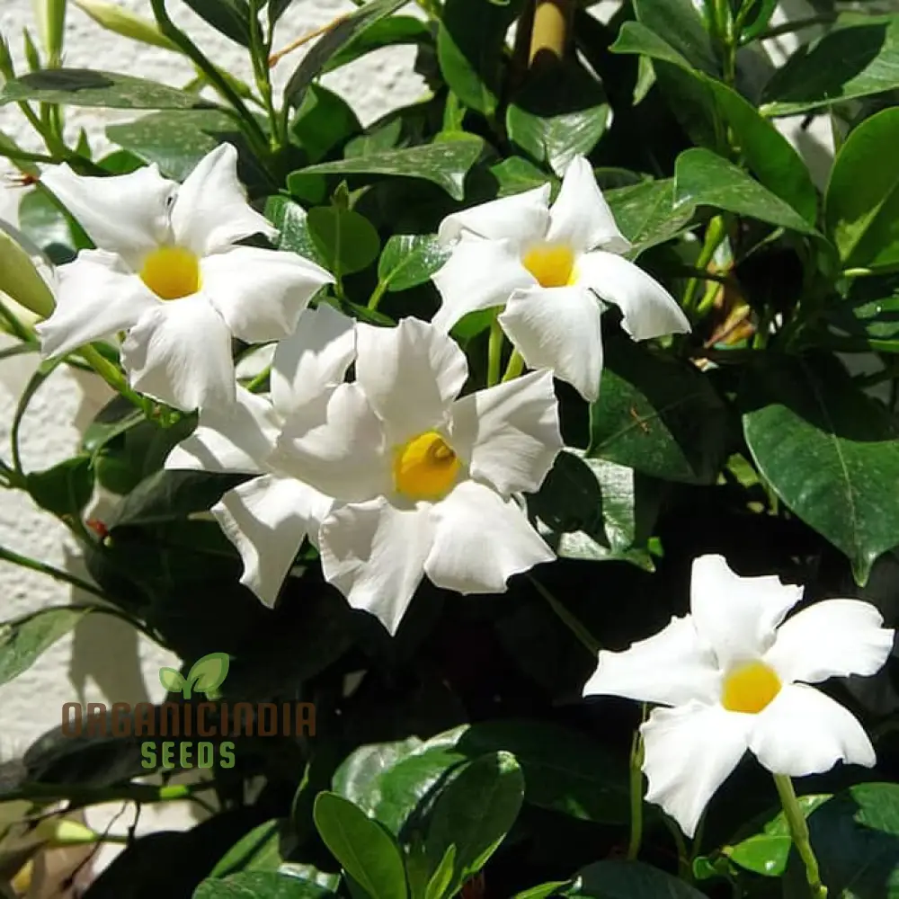 White Mandevilla Vine Flower Seeds for Planting, Expert Gardening and Cultivation Guide