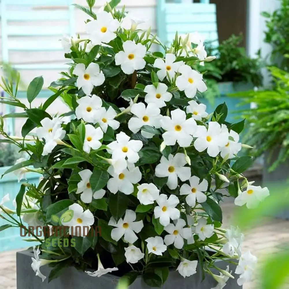 White Mandevilla Vine Flower Seeds for Planting, Expert Gardening and Cultivation Guide - Image 3
