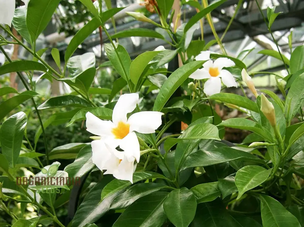 White Mandevilla Vine Flower Seeds for Planting, Expert Gardening and Cultivation Guide - Image 4