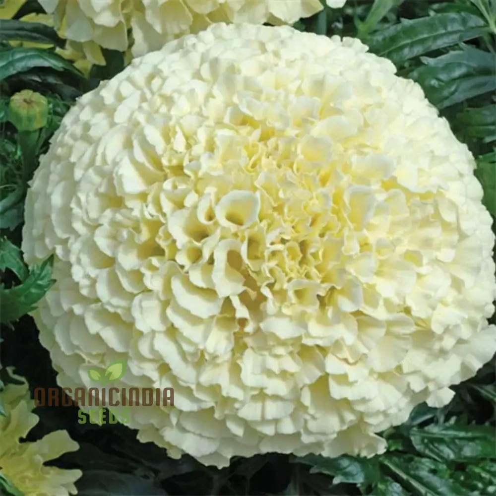 White Marigold Flower Seeds for Gardening Enthusiasts  Grow Stunning Blooms with Our High Quality Marigold Seeds