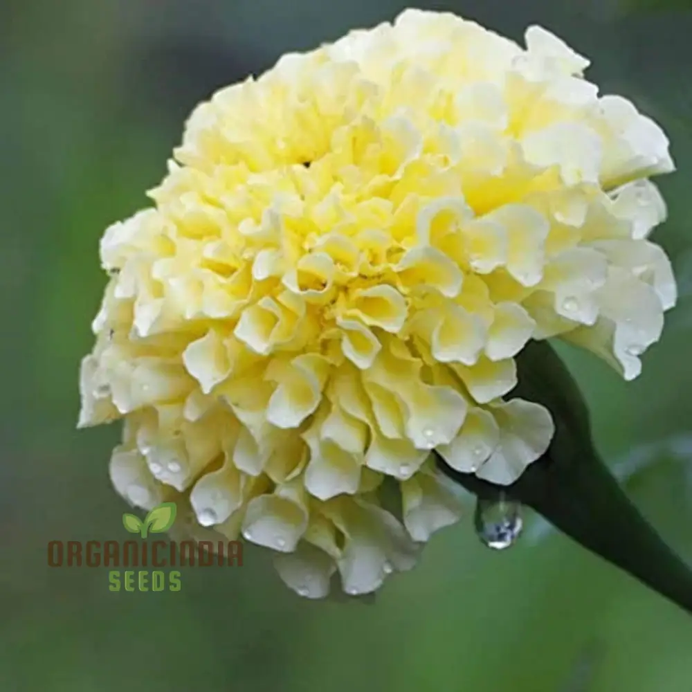 White Marigold Flower Seeds for Gardening Enthusiasts  Grow Stunning Blooms with Our High Quality Marigold Seeds - Image 3