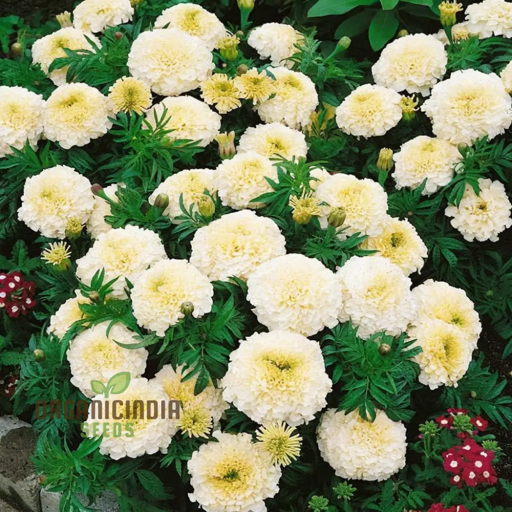 White Marigold Flower Seeds for Gardening Enthusiasts  Grow Stunning Blooms with Our High Quality Marigold Seeds - Image 4
