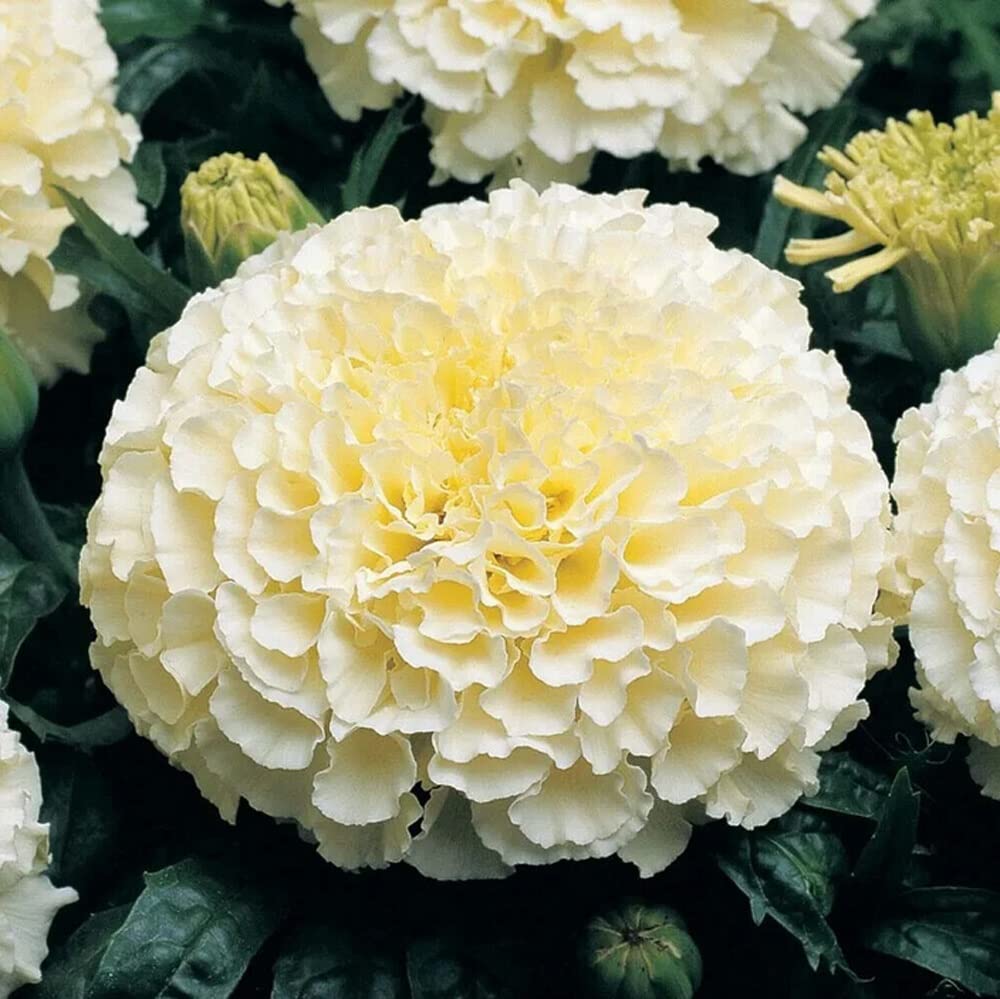 Marigold Seeds (White Marigold Seeds) - Rare Elegant Blooms for Gardens & Bouquets
