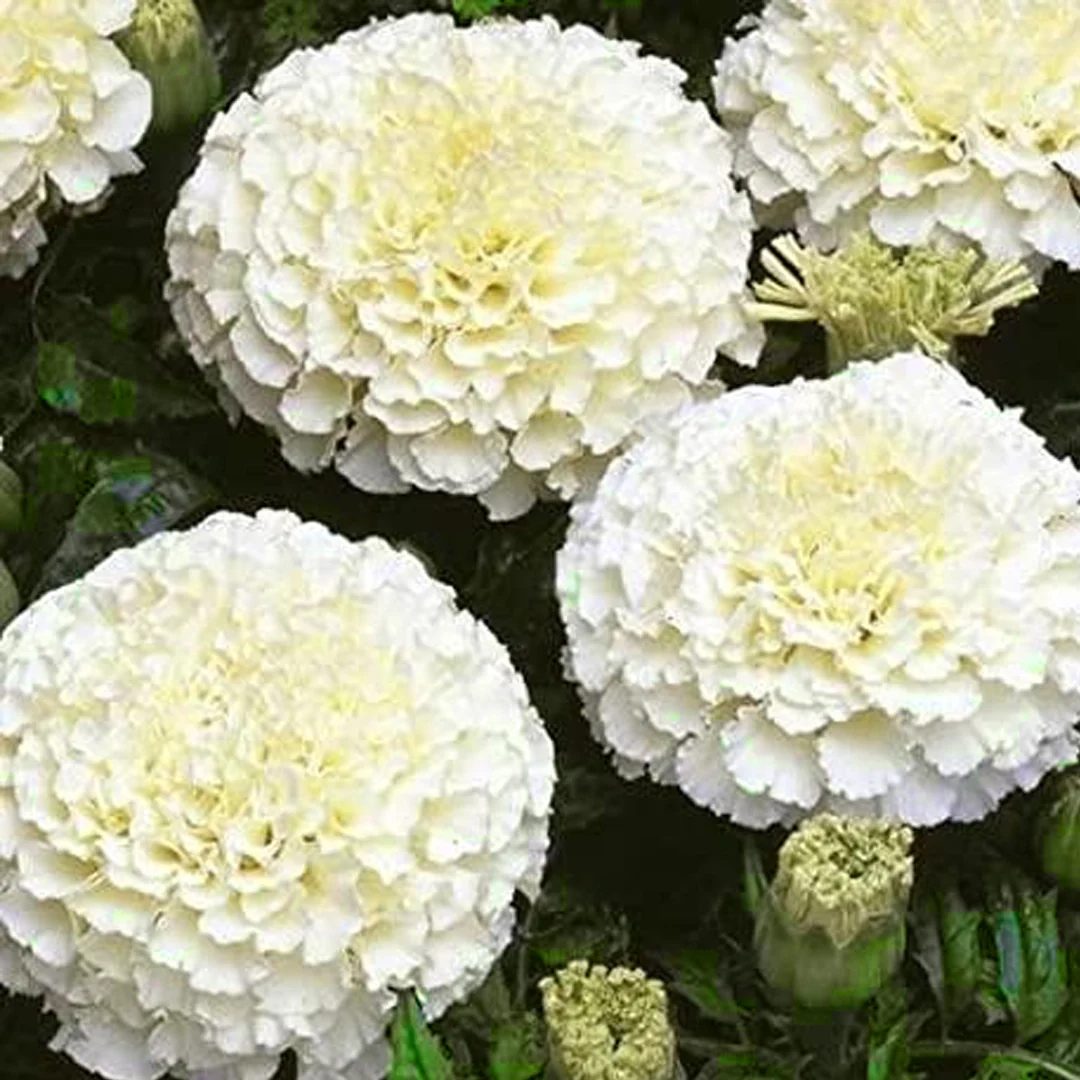 Marigold Seeds (White Marigold Seeds) - Rare Elegant Blooms for Gardens & Bouquets - Image 2