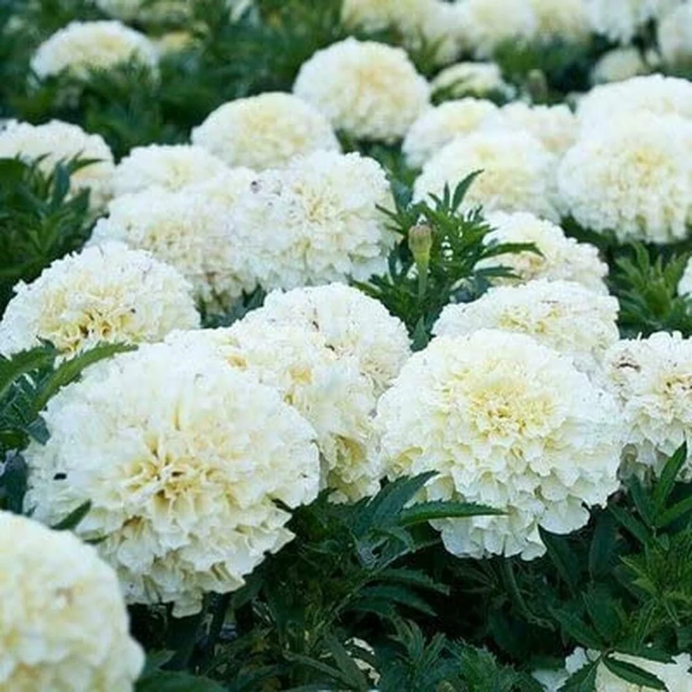 Marigold Seeds (White Marigold Seeds) - Rare Elegant Blooms for Gardens & Bouquets - Image 3