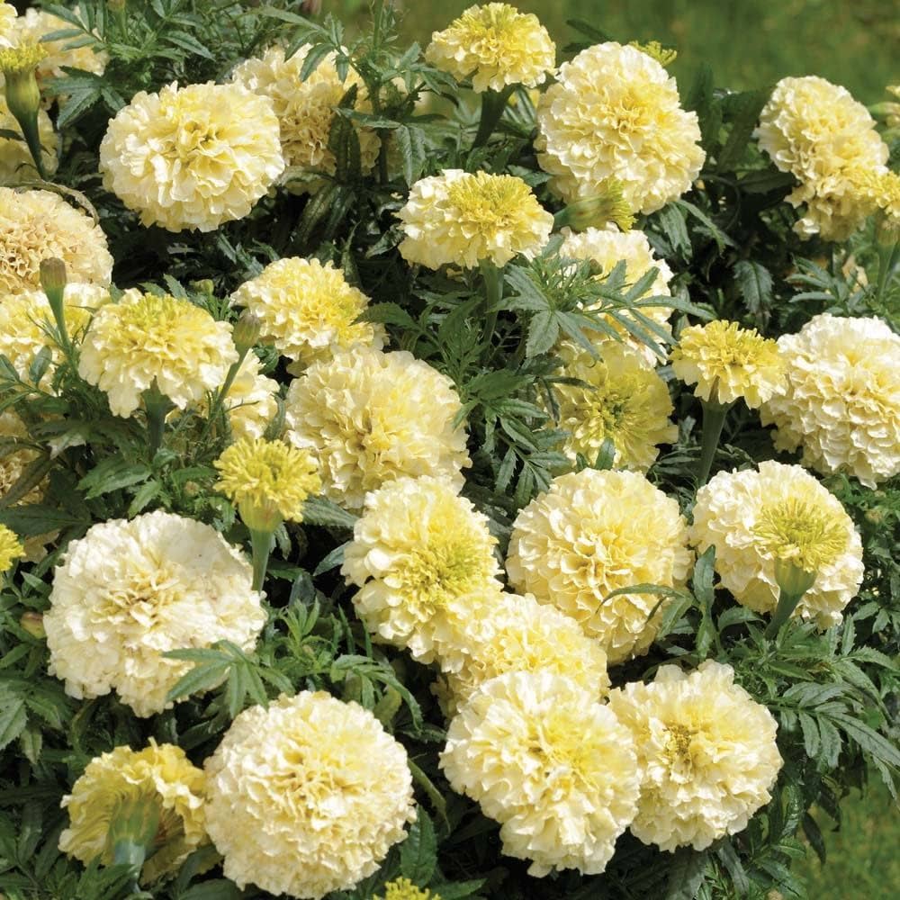 Marigold Seeds (White Marigold Seeds) - Rare Elegant Blooms for Gardens & Bouquets - Image 4