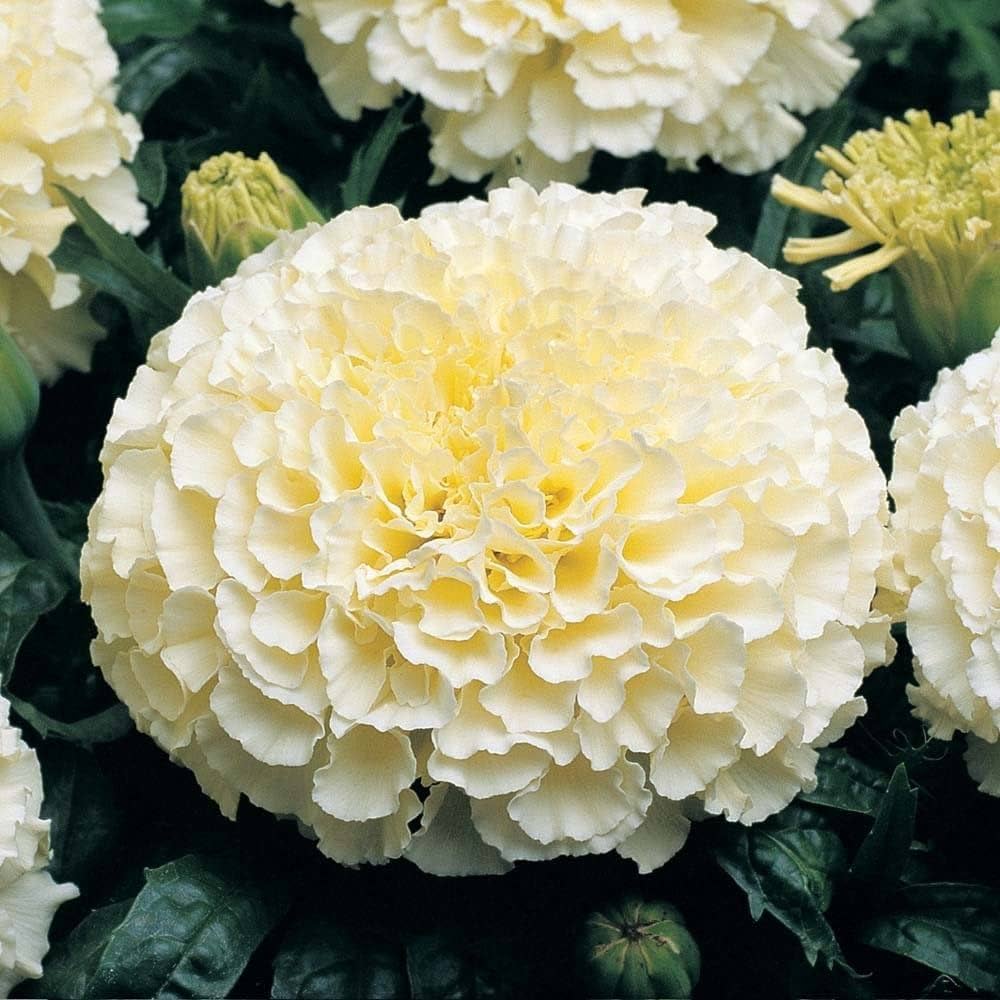 Marigold Seeds (White Marigold Seeds) - Rare Elegant Blooms for Gardens & Bouquets - Image 5