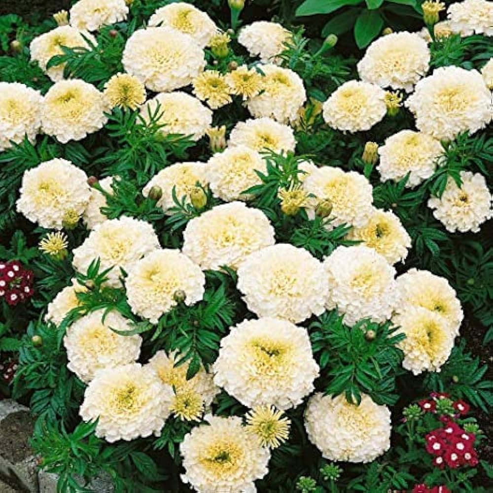 Marigold Seeds (White Marigold Seeds) - Rare Elegant Blooms for Gardens & Bouquets - Image 6