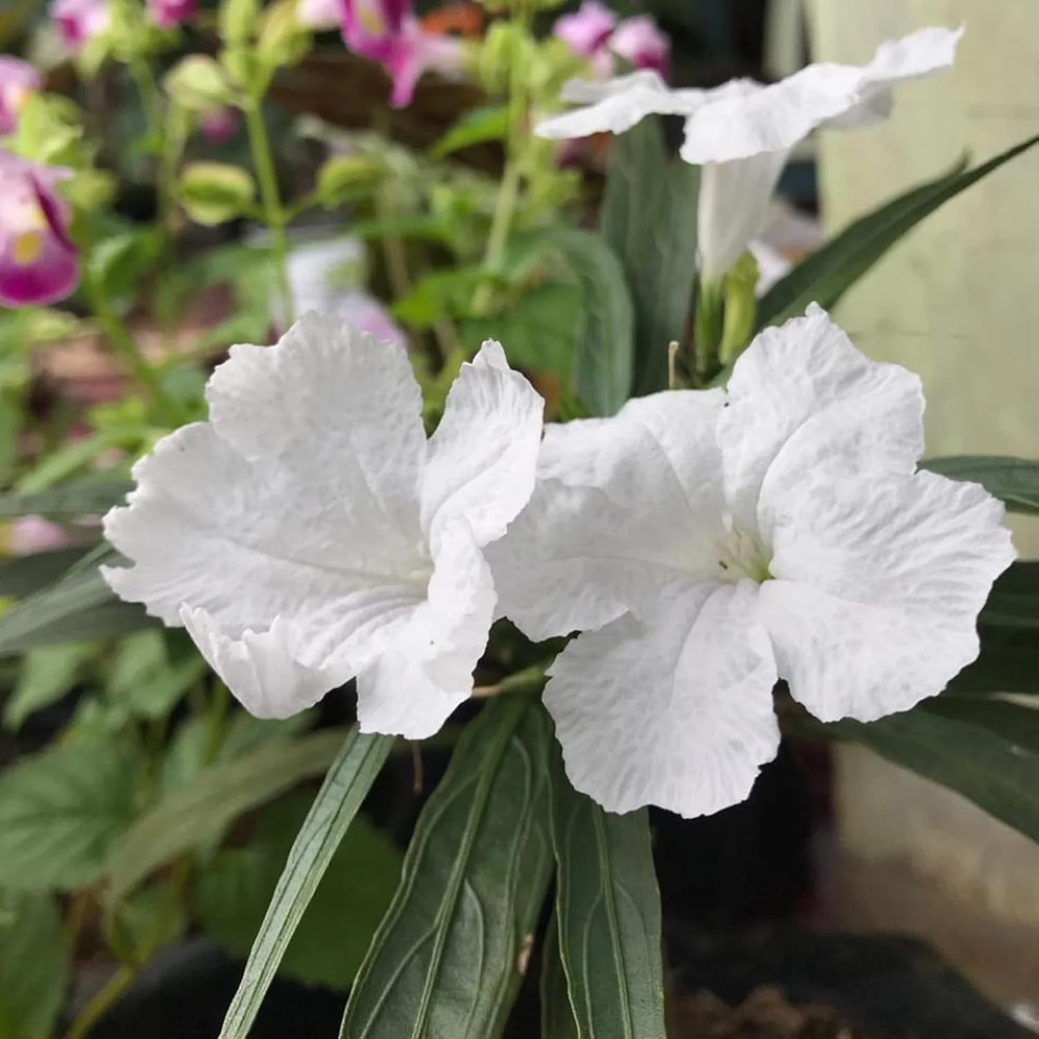 White Mexican Petunias Seeds – Heat & Humidity Tolerant Herbaceous Perennial for Outdoor Gardens