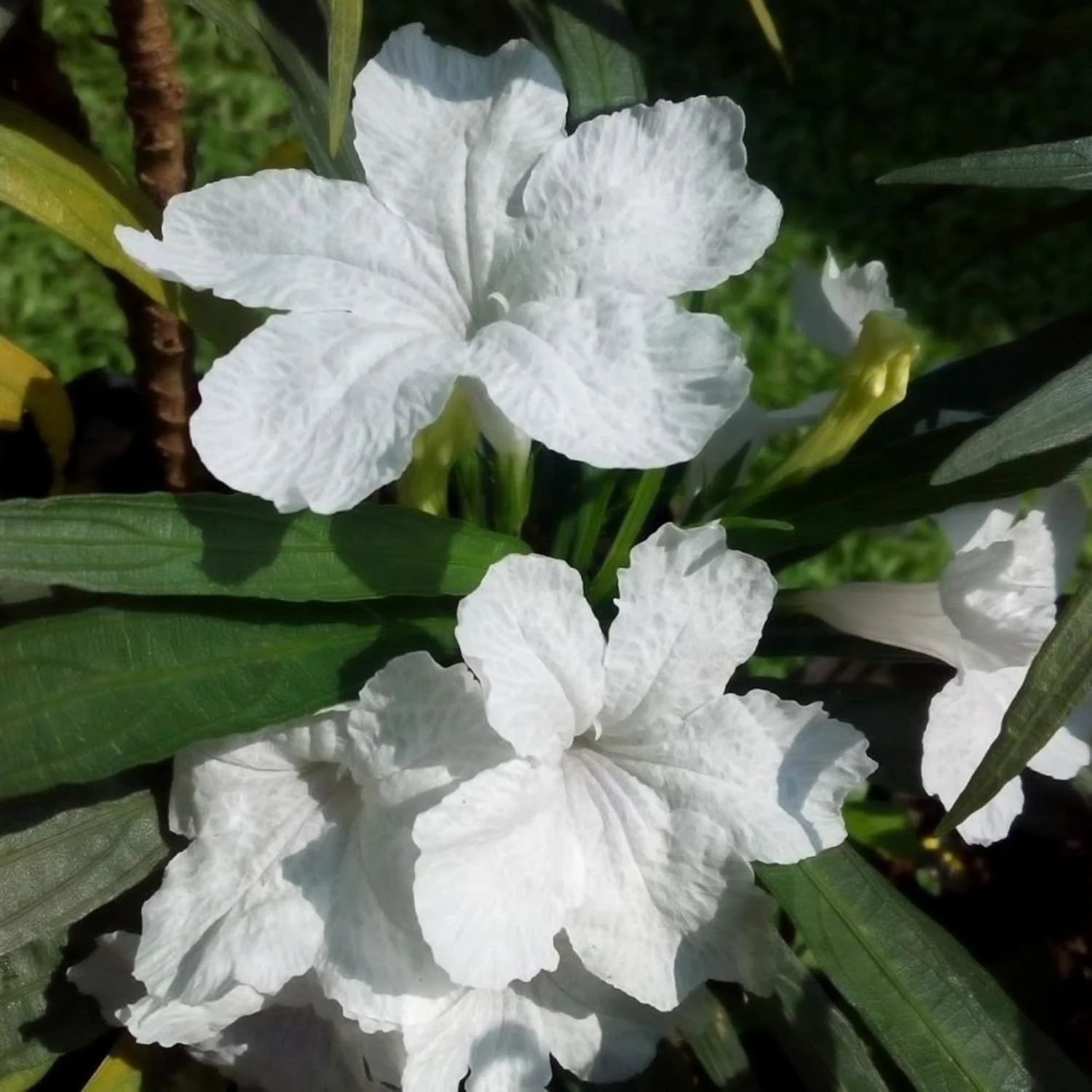 White Mexican Petunias Seeds – Heat & Humidity Tolerant Herbaceous Perennial for Outdoor Gardens - Image 3
