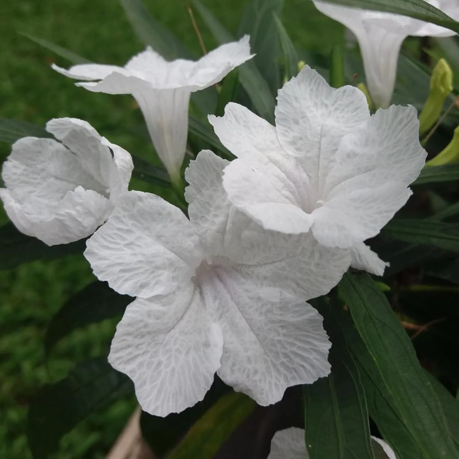 White Mexican Petunias Seeds – Heat & Humidity Tolerant Herbaceous Perennial for Outdoor Gardens - Image 4