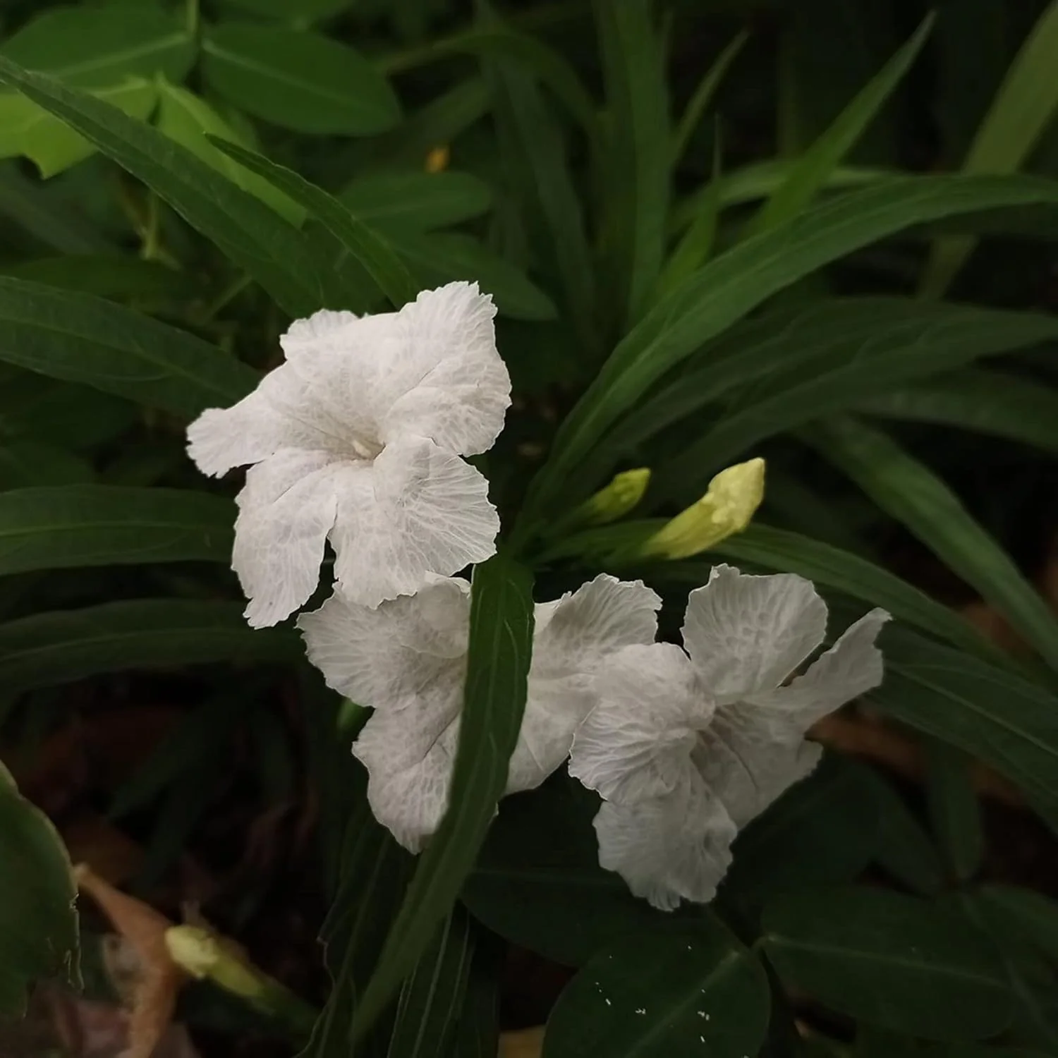 White Mexican Petunias Seeds – Heat & Humidity Tolerant Herbaceous Perennial for Outdoor Gardens - Image 5