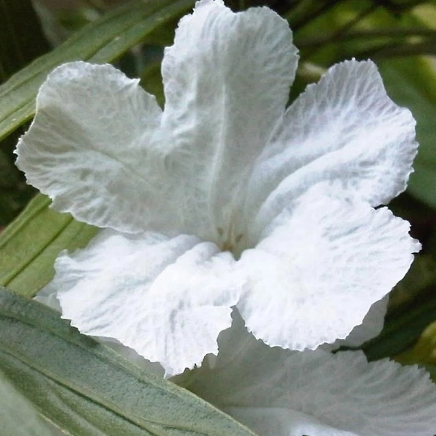 White Mexican Petunias Seeds – Heat & Humidity Tolerant Herbaceous Perennial for Outdoor Gardens - Image 6