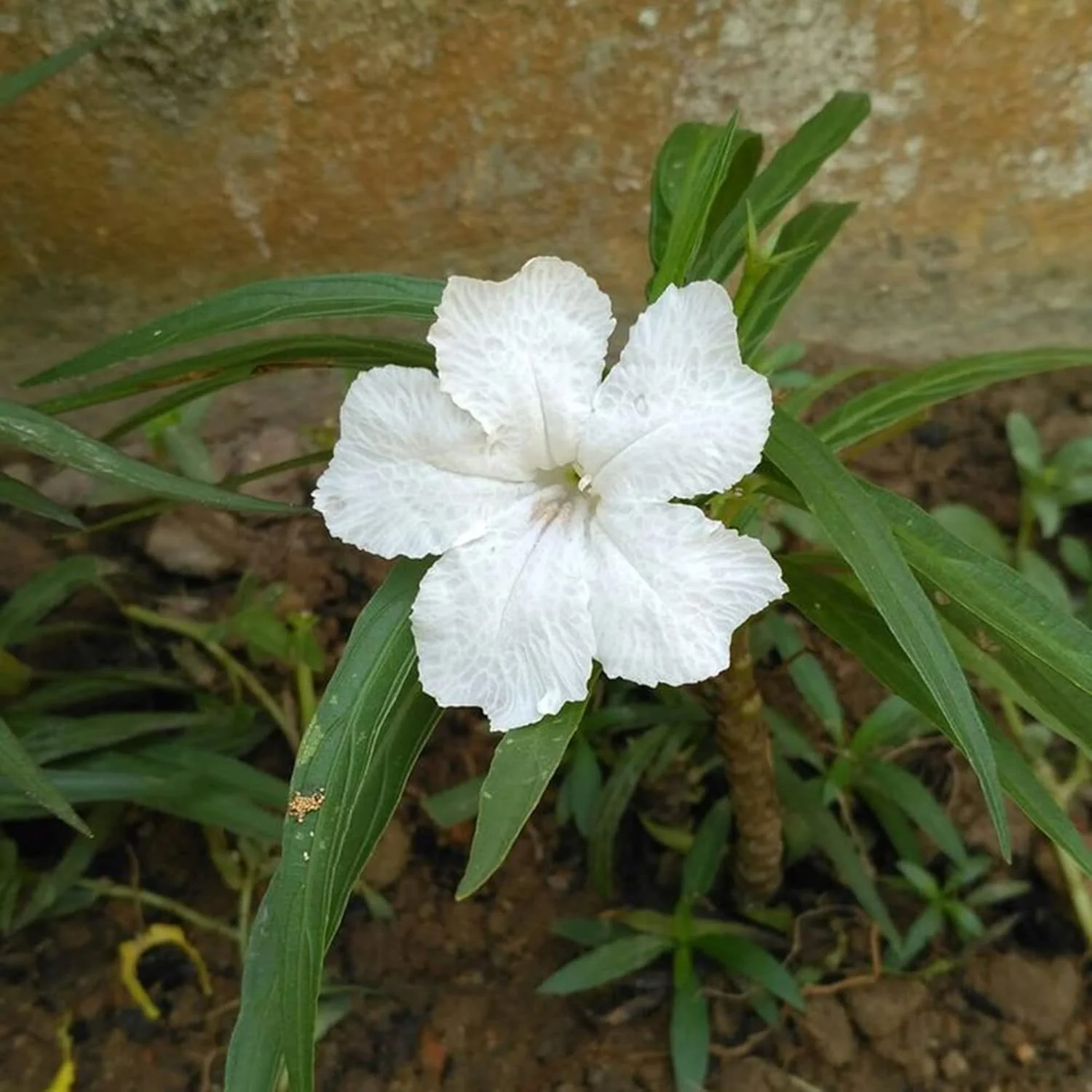 White Mexican Petunias Seeds – Heat & Humidity Tolerant Herbaceous Perennial for Outdoor Gardens - Image 7