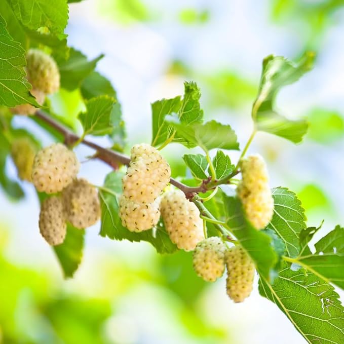 White Mulberry (Morus alba) – Seeds - Image 3
