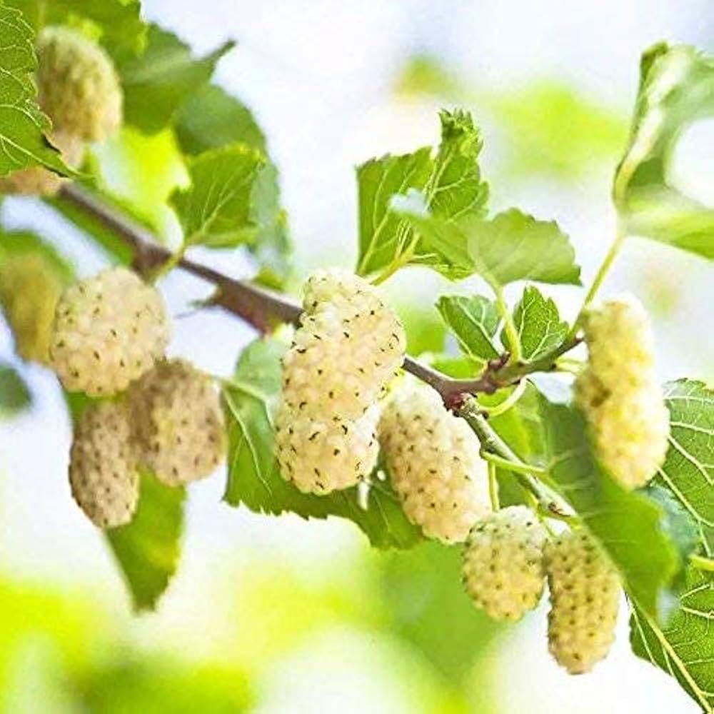 White Mulberry (Morus alba) – Seeds - Image 4