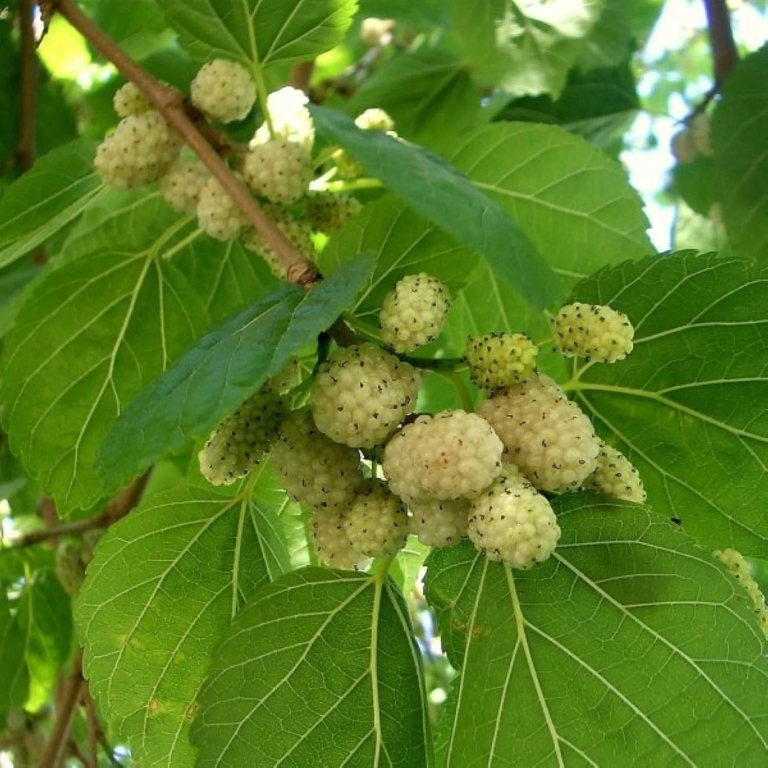 White Mulberry (Morus alba) – Seeds - Image 5
