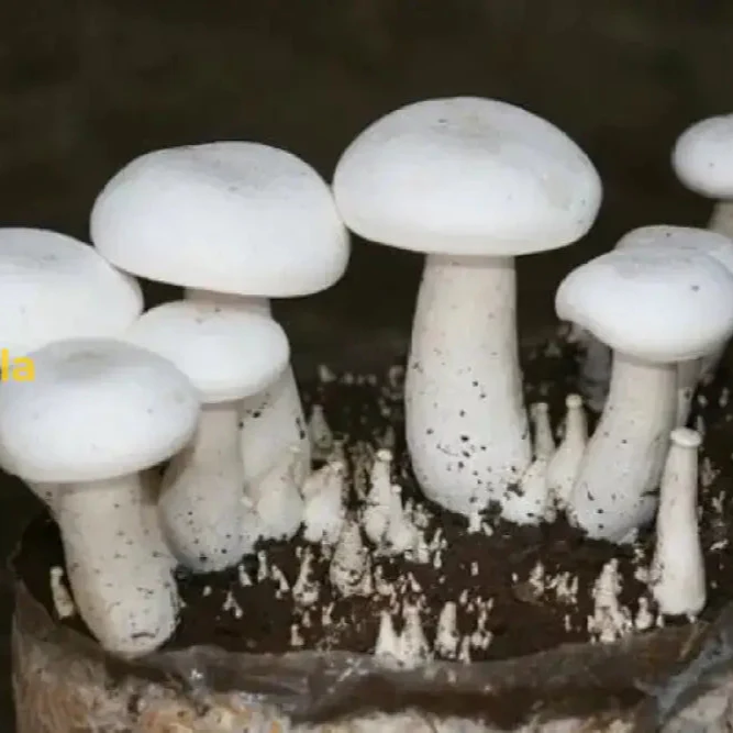 White Mushroom Vegetable Seeds for Easy Planting Grow Fresh, Delicious Mushrooms at Home - Image 3