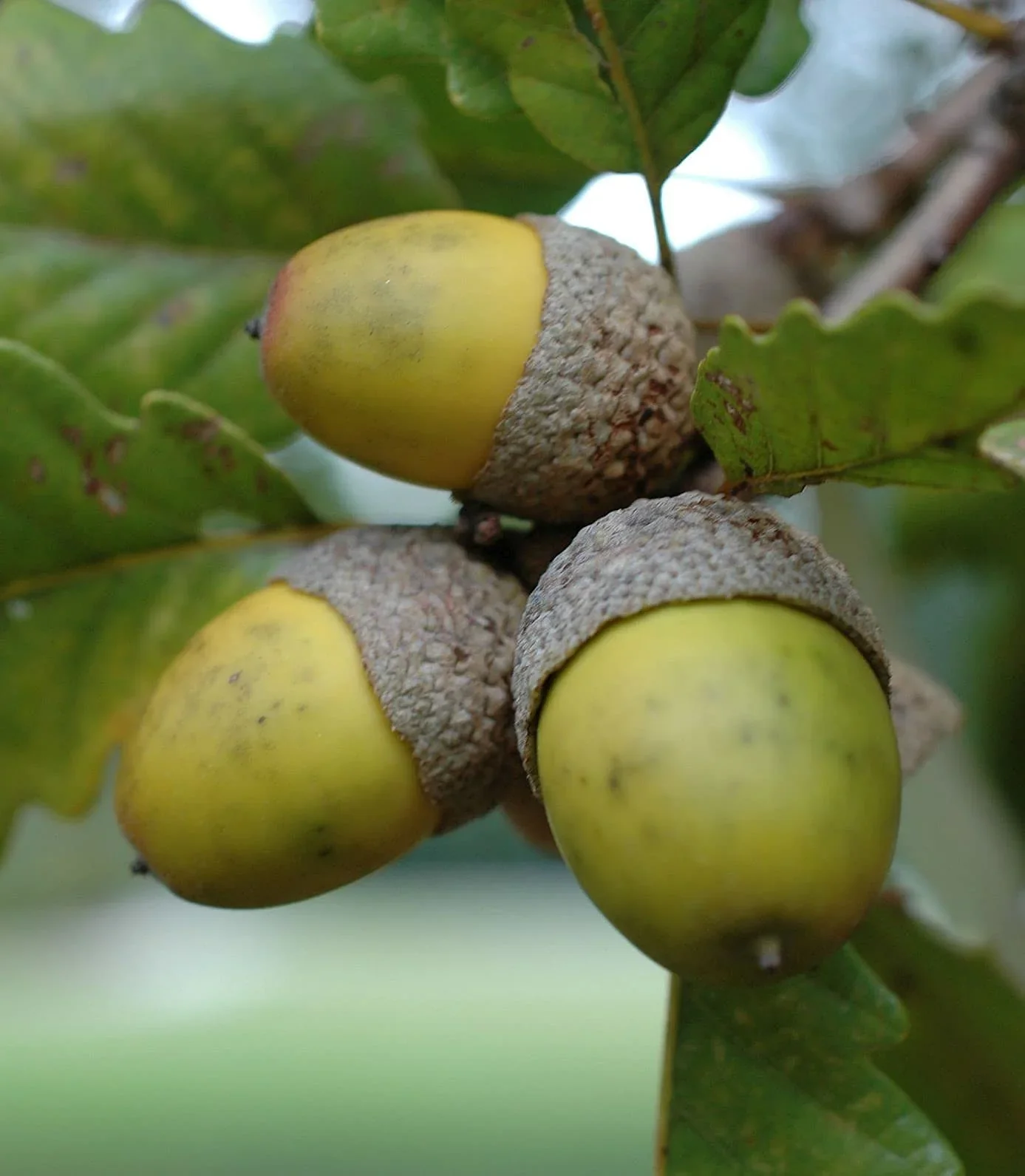 White Oak Tree (Quercus alba) – Seeds - Image 3