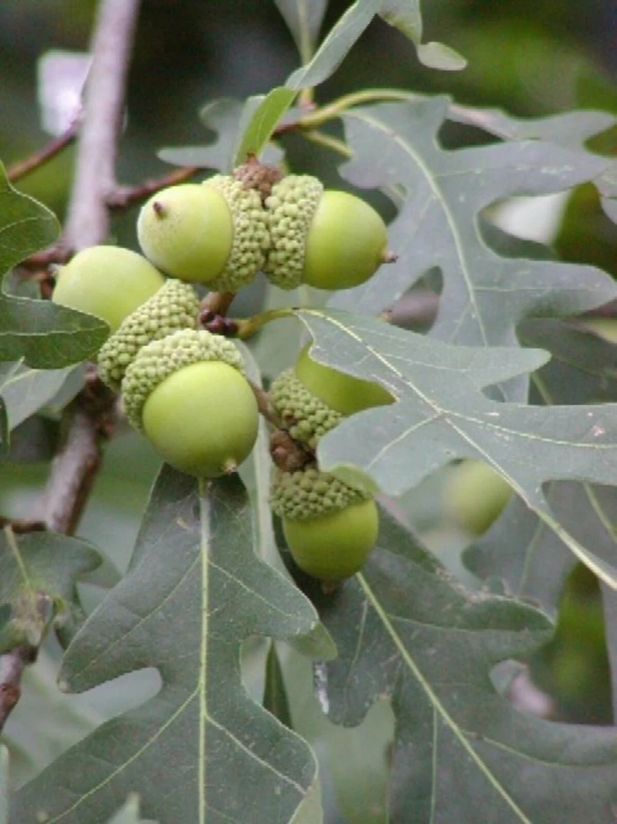 White Oak Tree (Quercus alba) – Seeds - Image 4