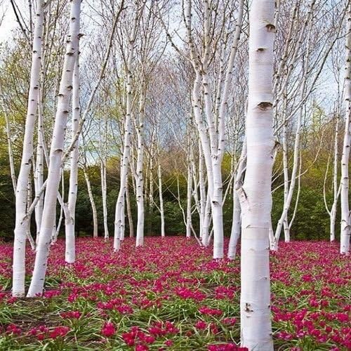 White Paper Birch Tree Seeds – Betula papyrifera Hardy Fast-Growing Shade Tree - Image 2