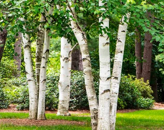 White Paper Birch Tree Seeds – Betula papyrifera Hardy Fast-Growing Shade Tree - Image 3