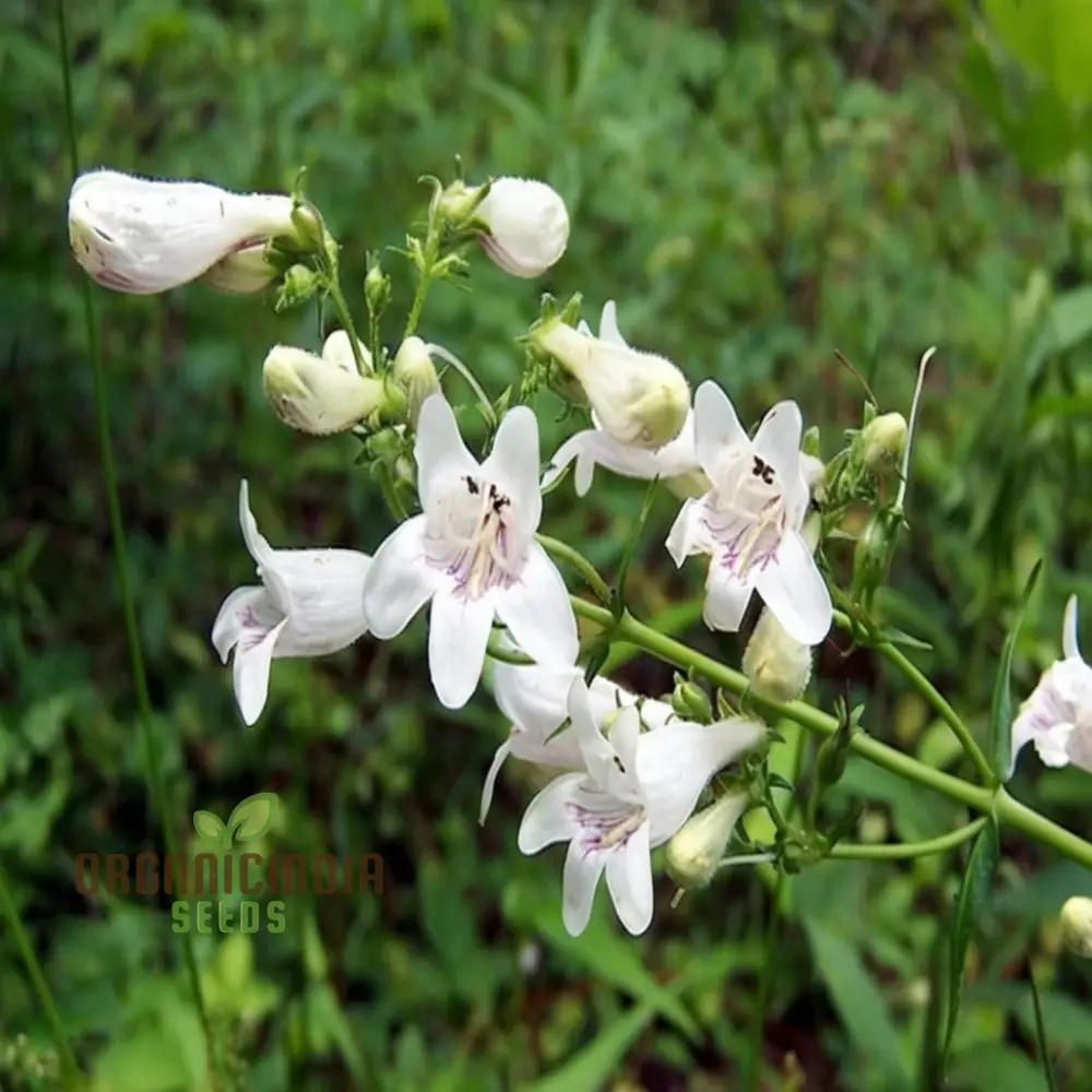White Penstemon Flower Seeds - Elegant Blooms for Sophisticated Garden Displays