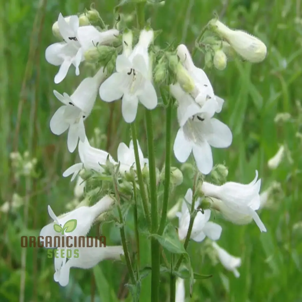White Penstemon Flower Seeds - Elegant Blooms for Sophisticated Garden Displays - Image 3