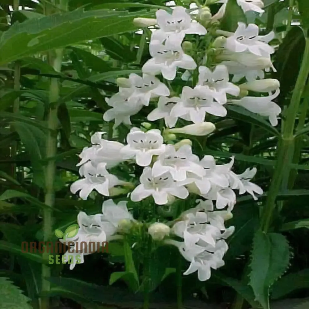 White Penstemon Flower Seeds - Elegant Blooms for Sophisticated Garden Displays - Image 4