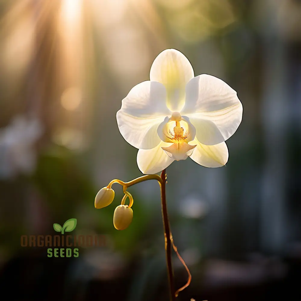 White Phalaenopsis Orchid Flower Seeds - Exquisite Blossoms for Elegant Garden Spaces - Image 4