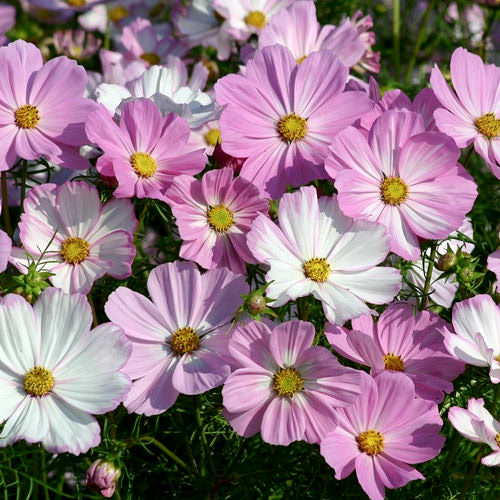 White & Pink Cosmos Flower Seeds, Beautiful Bicolor Garden Blooms