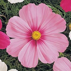 White & Pink Cosmos Flower Seeds, Beautiful Bicolor Garden Blooms - Image 2