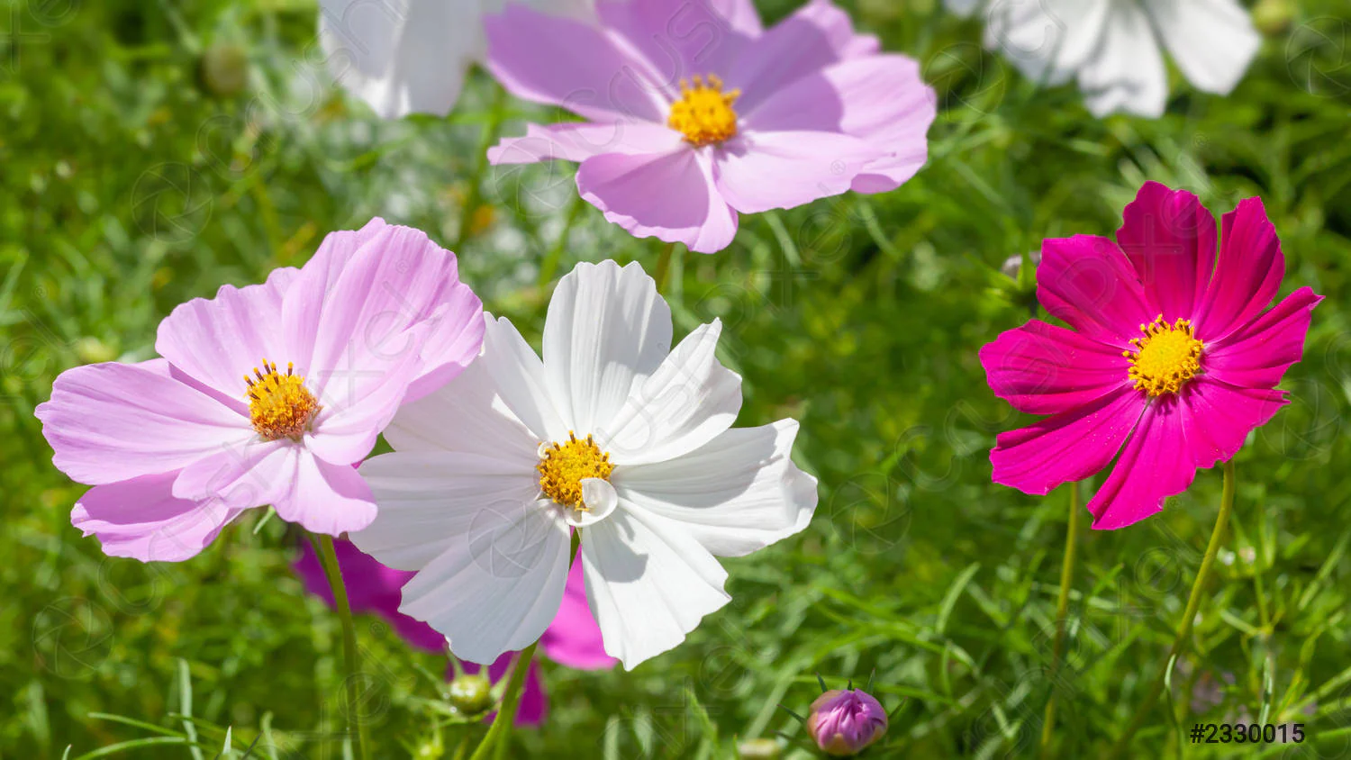 White & Pink Cosmos Flower Seeds, Beautiful Bicolor Garden Blooms - Image 3