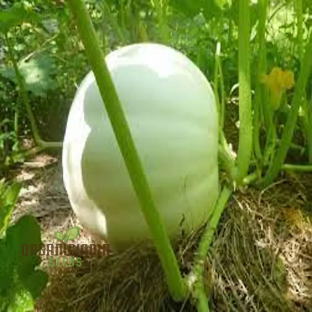 White Pumpkin Vegetable Seeds For Planting,Premium White Pumpkin Vegetables Grow Your Own Unique Harvest - Image 3