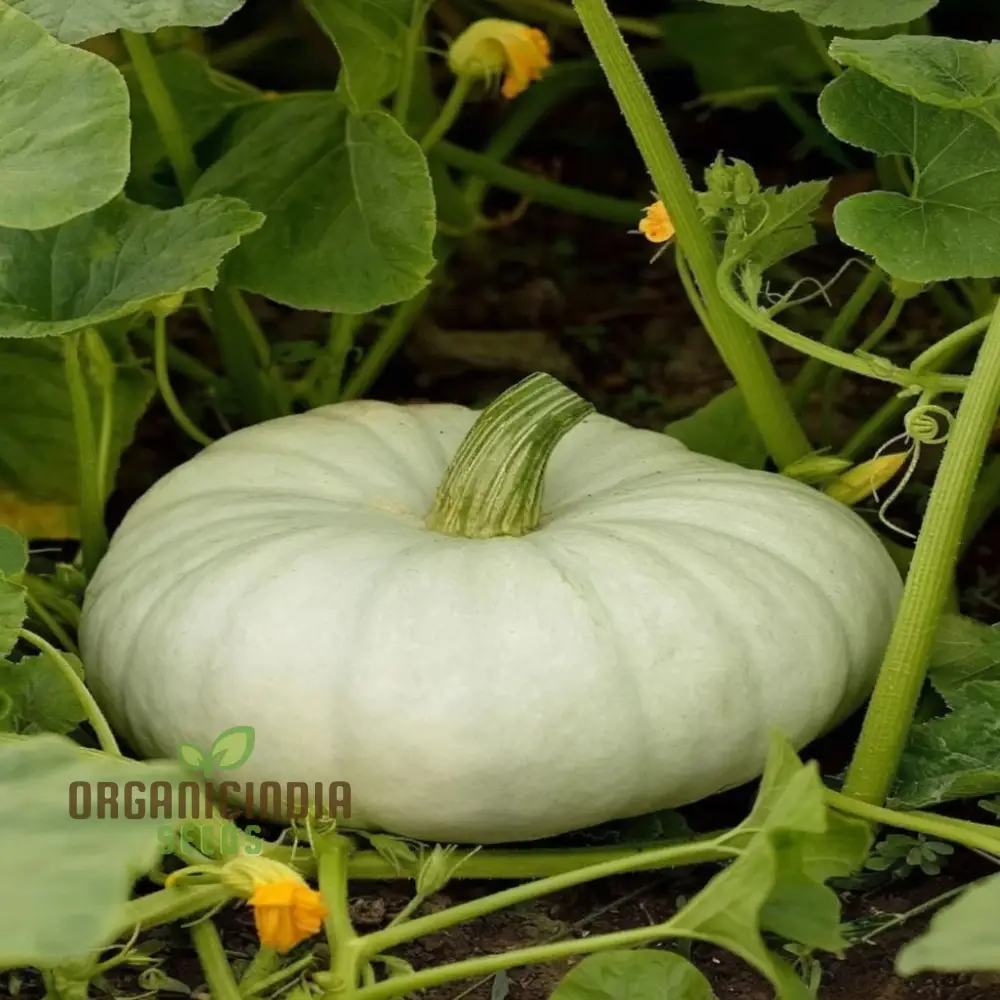 White Pumpkin Vegetable Seeds For Planting,Premium White Pumpkin Vegetables Grow Your Own Unique Harvest - Image 4