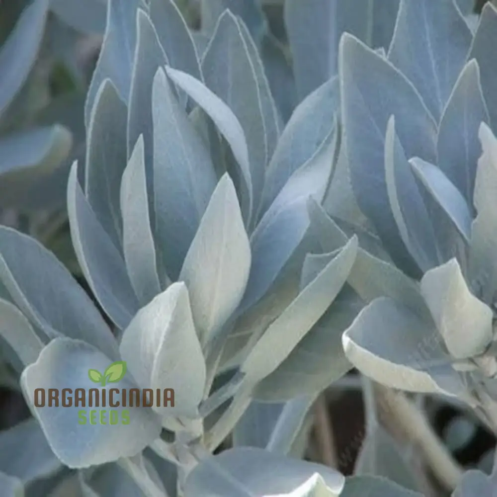 Premium White Sage Plant Seeds for Gardening Enthusiasts - Ideal for Vibrant and Healthy Gardens