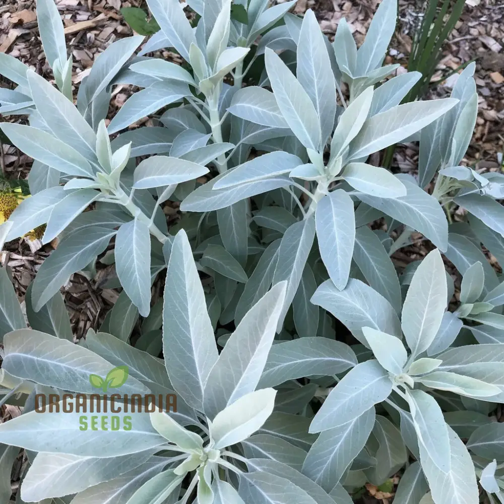 Premium White Sage Plant Seeds for Gardening Enthusiasts - Ideal for Vibrant and Healthy Gardens - Image 2