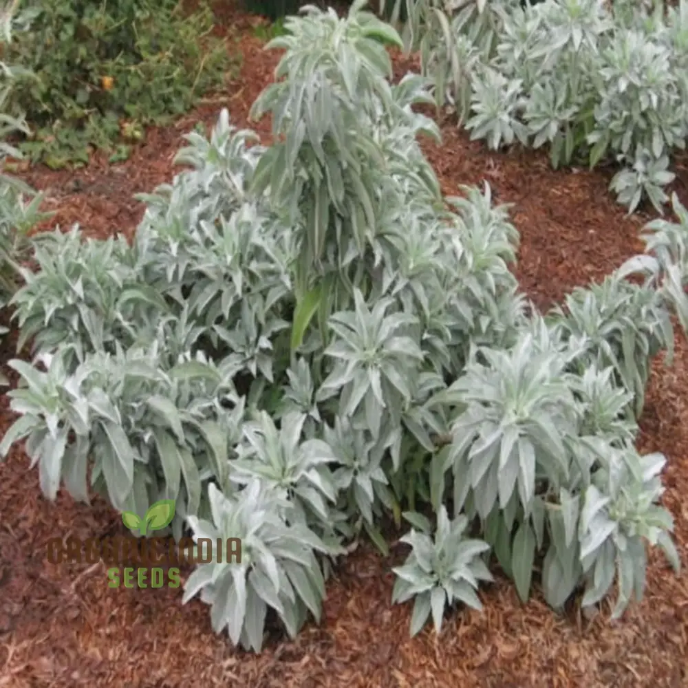 Premium White Sage Plant Seeds for Gardening Enthusiasts - Ideal for Vibrant and Healthy Gardens - Image 3