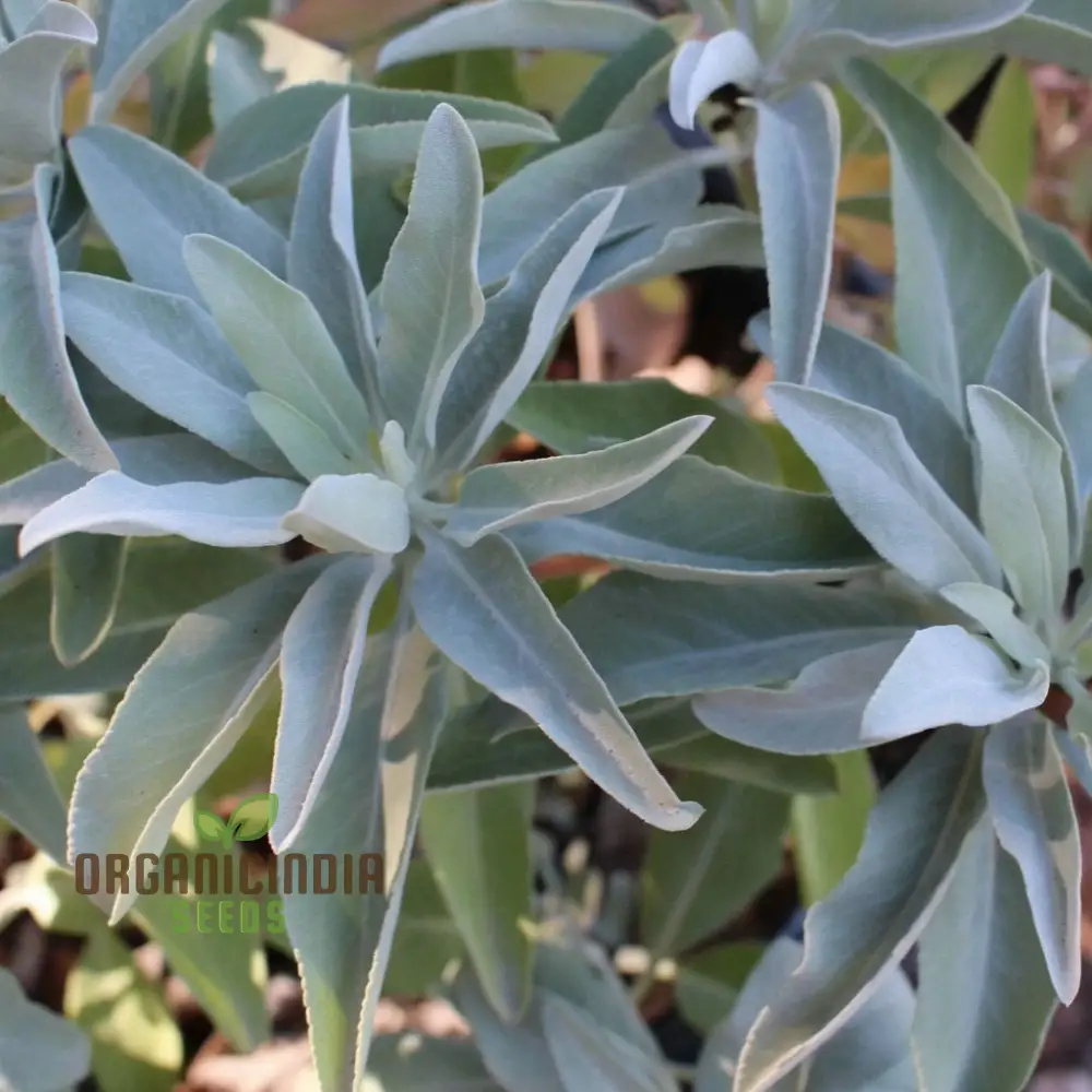 Premium White Sage Plant Seeds for Gardening Enthusiasts - Ideal for Vibrant and Healthy Gardens - Image 4