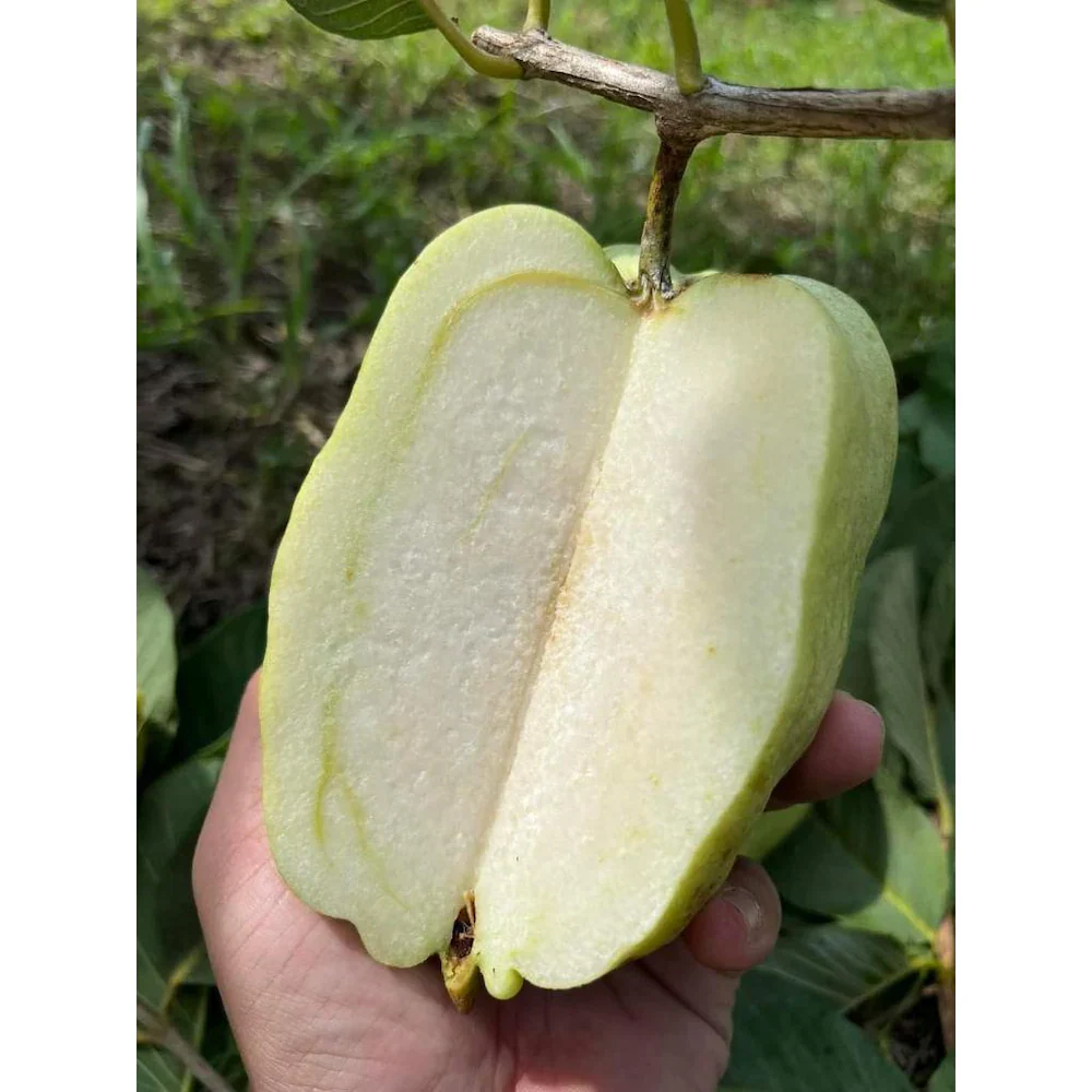 White Seedless Guava Seeds – Sweet & Crisp Tropical Fruit for Planting - Image 2