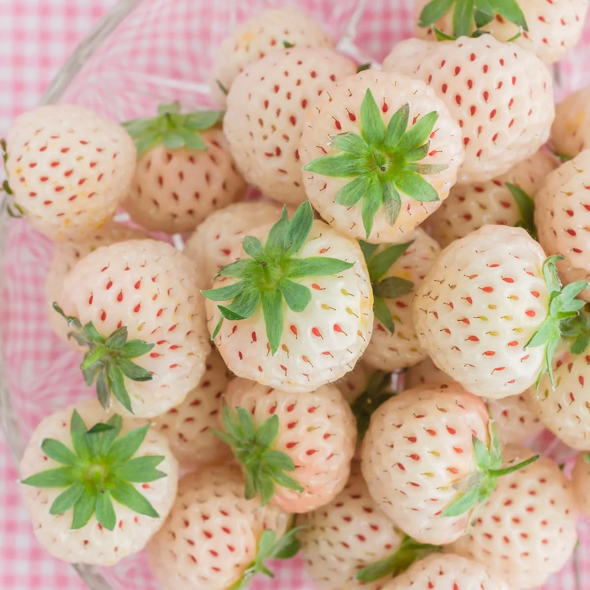 White Soul Strawberry Fruit Seeds
