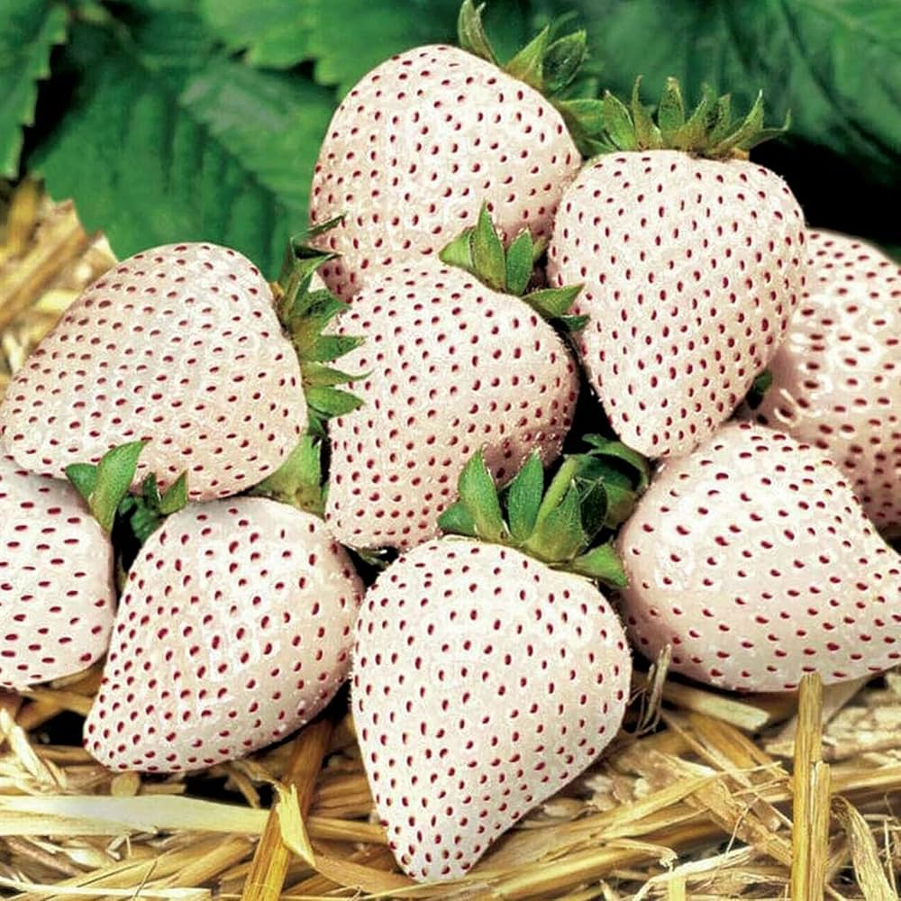 White Soul Strawberry Fruit Seeds - Image 5